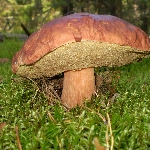 Большой белый гриб