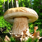 Отличный белый гриб
